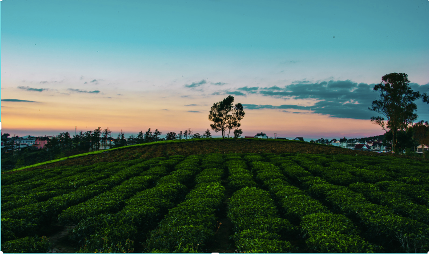 Crop Yield Banner